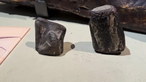 Two fossils that are dark in colour. The one on the left is smaller than the one on the right.