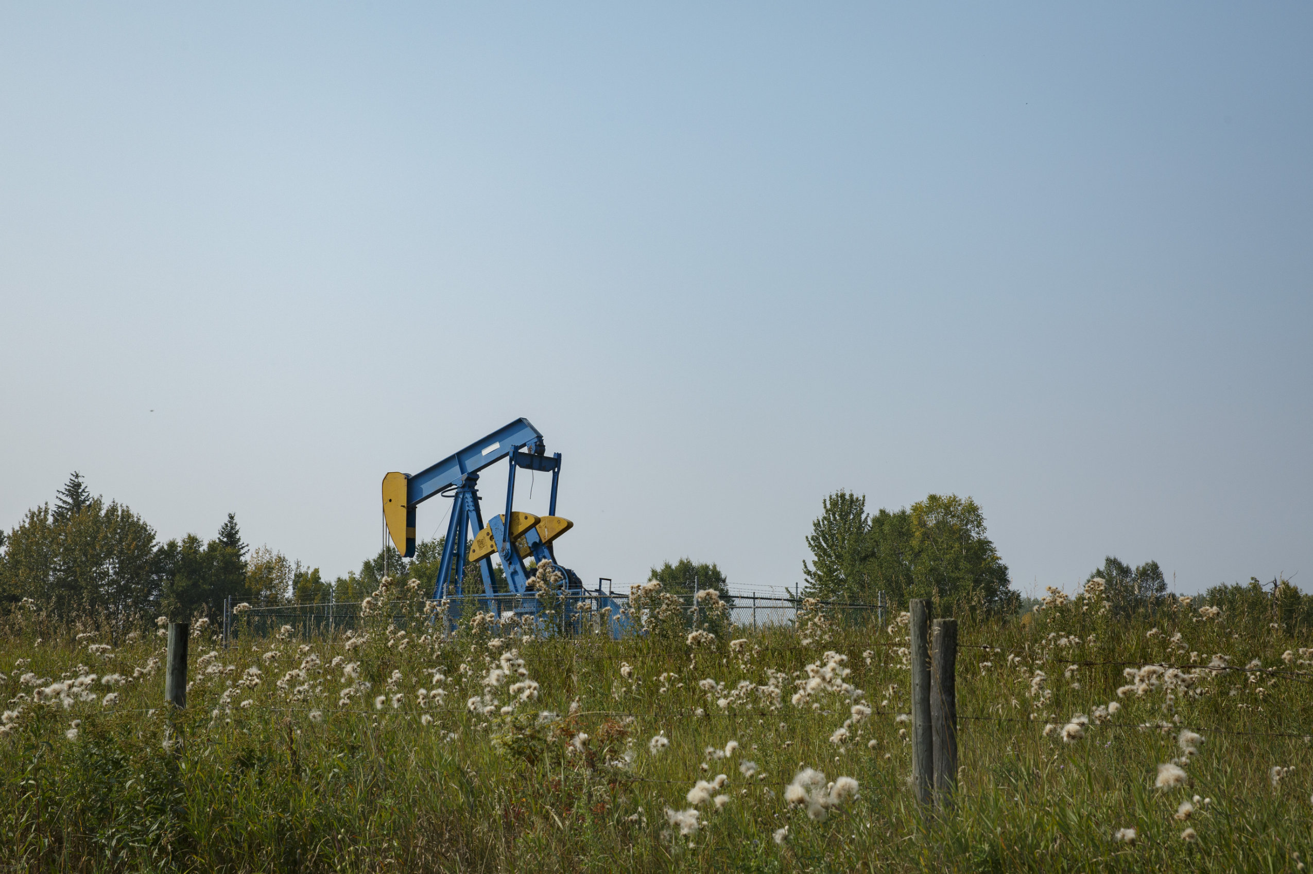 A blue and yellow pump jack in a field of tall grasses, with a cloudless sky in the background.