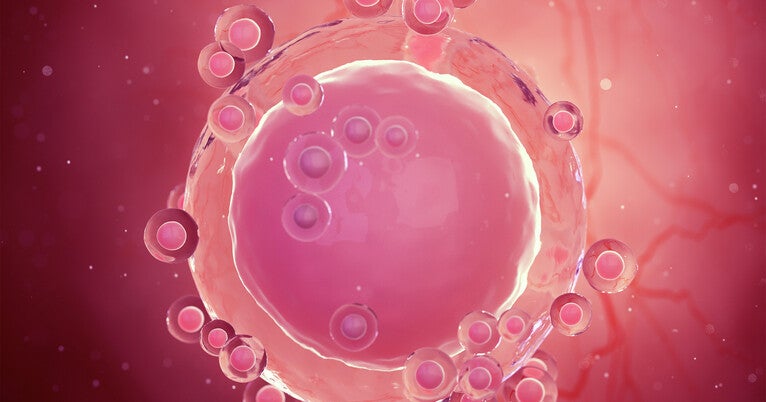 A new tool for understanding chromosome abnormalities in the eggs of older women