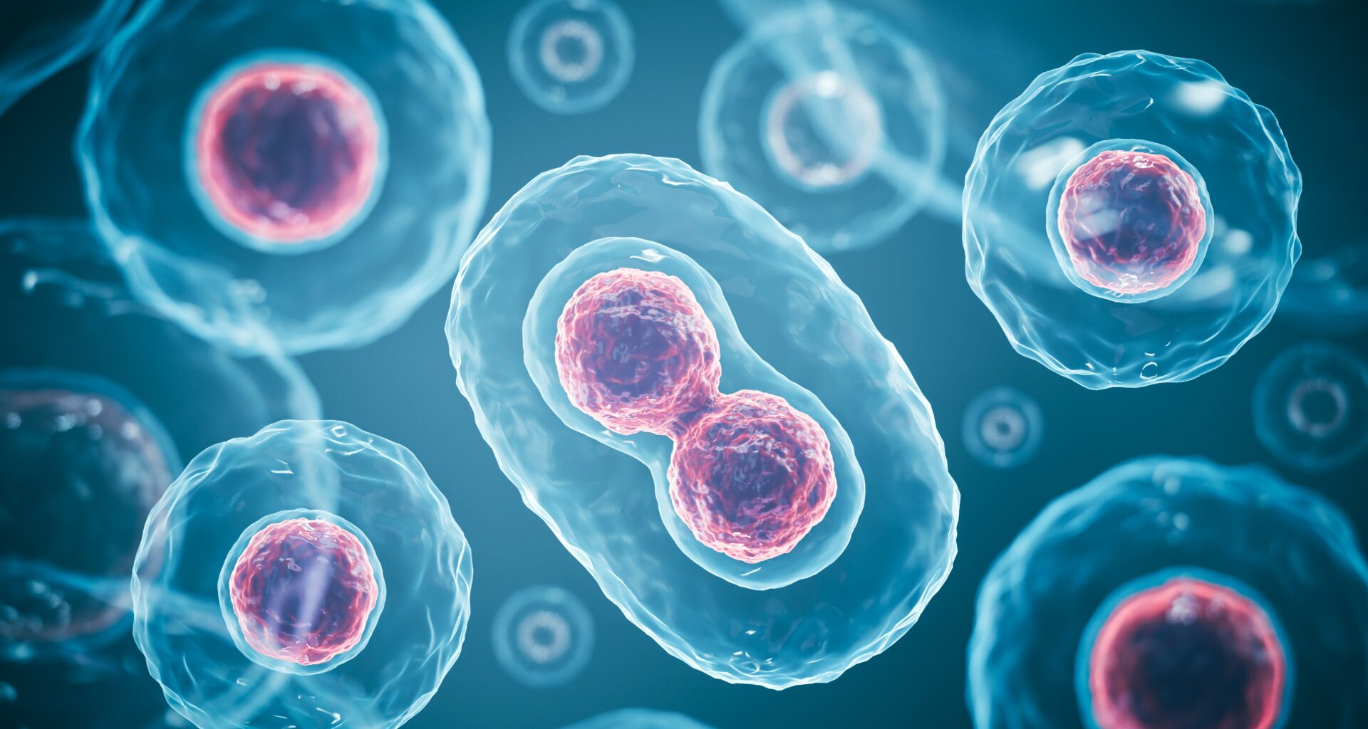 Scientists discover new way to shape what a stem cell becomes | CU Boulder Today