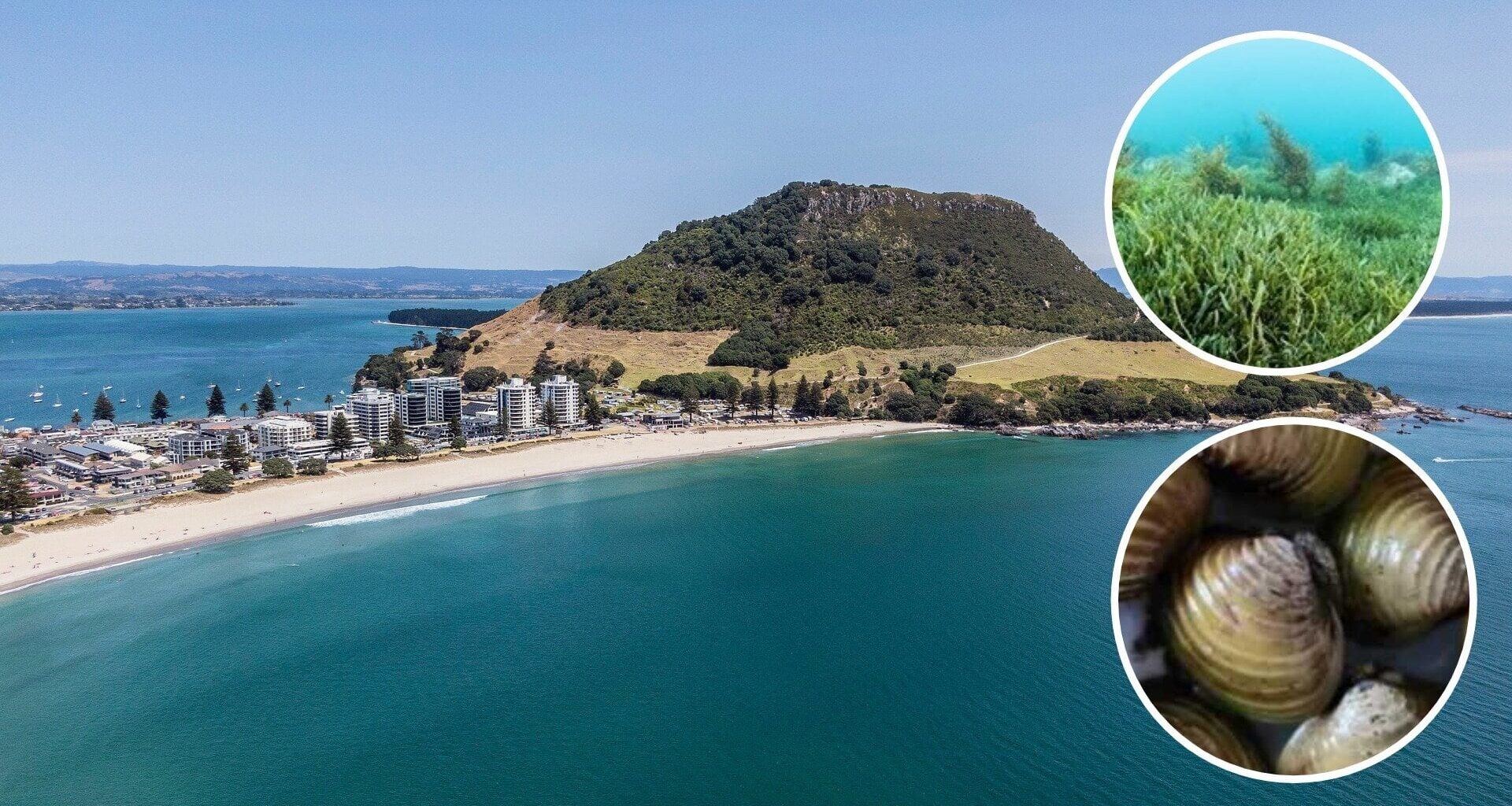 SunLive - Battle to protect Bay waters from invasive pests