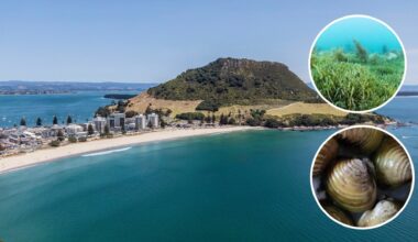 SunLive - Battle to protect Bay waters from invasive pests