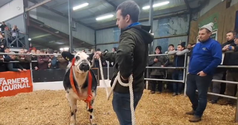 Hefty €15k price achieved for Donegal farmers’ prize heifers!