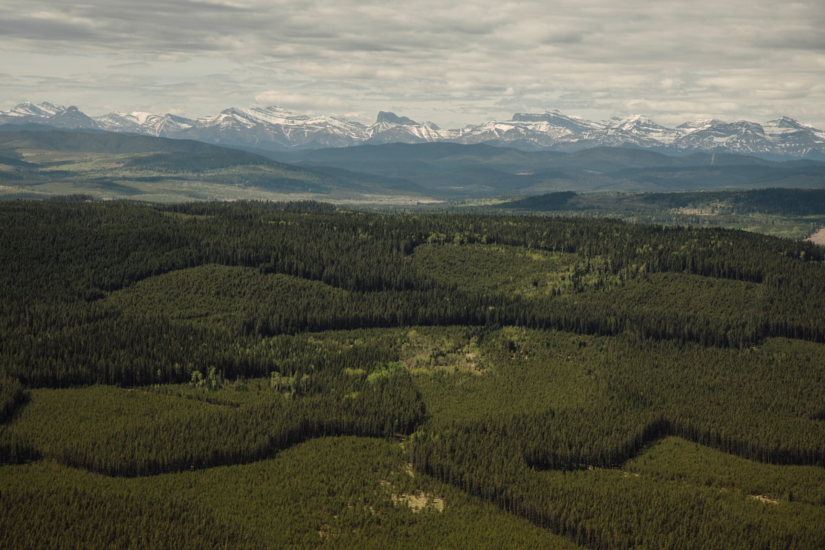 Budget will scrap program to plant two billion trees, source says