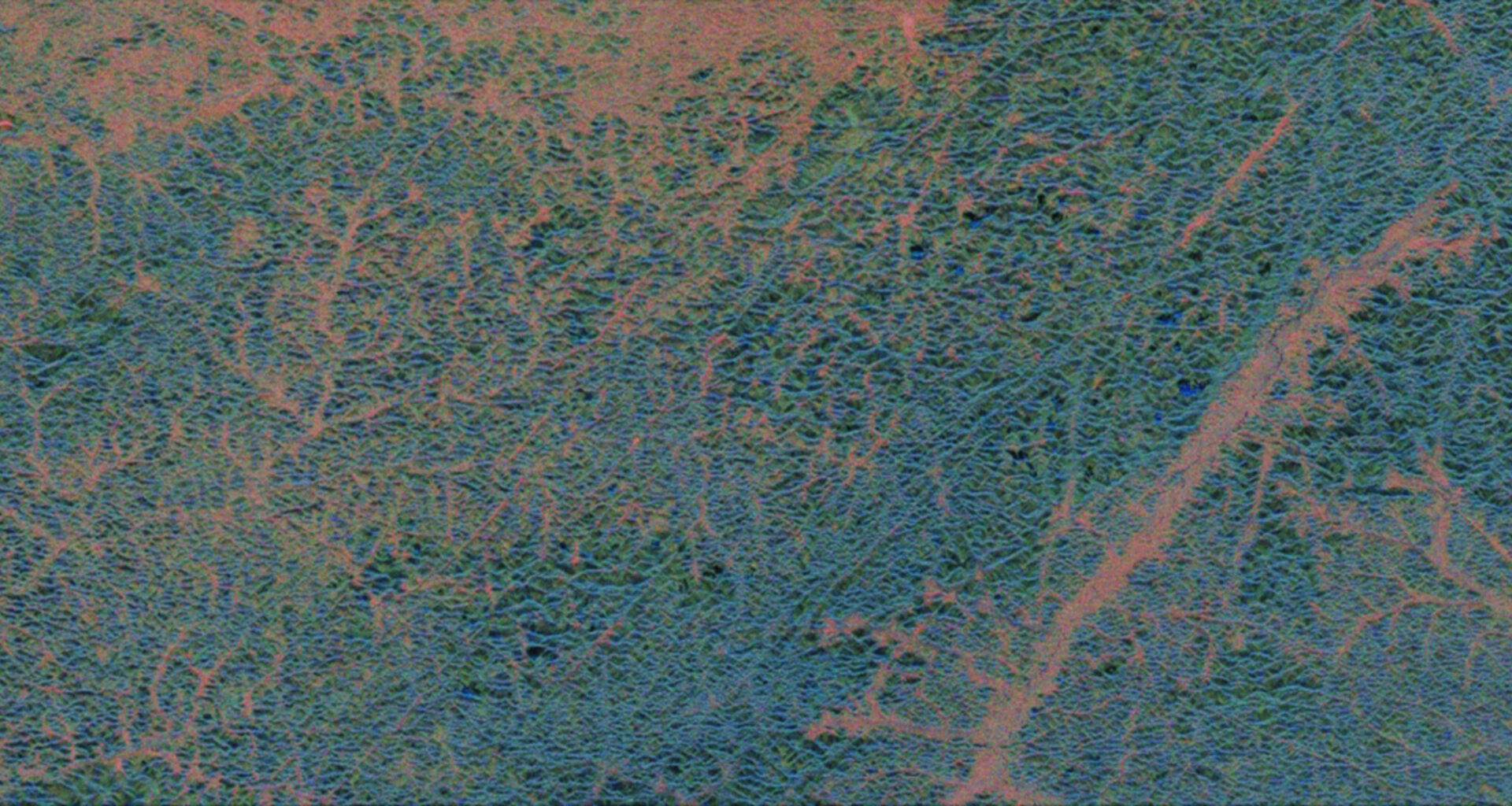 Forest floor and forest canopy