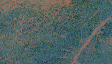 Forest floor and forest canopy