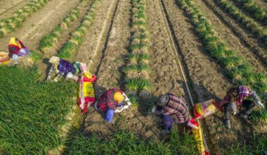 China launches agricultural sanctions in response to U.S., EU electric vehicle tariffs