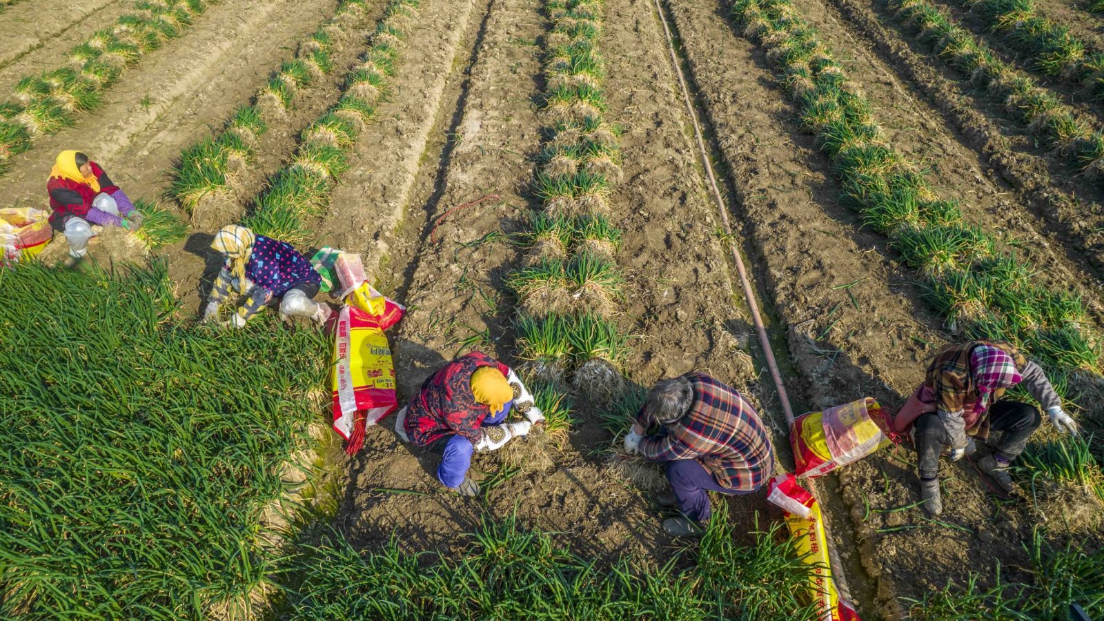 China launches agricultural sanctions in response to U.S., EU electric vehicle tariffs