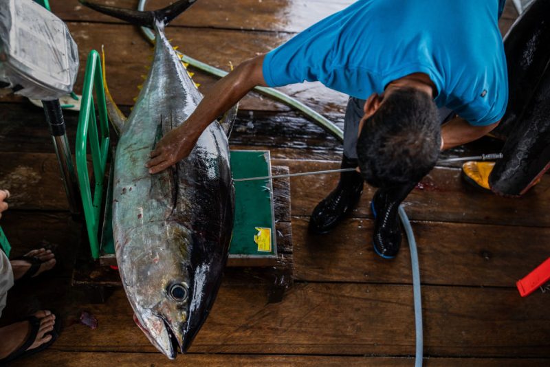 EU fishers net another trade fight, this time over tuna with Thailand