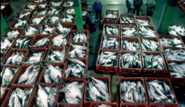Finisterra. Galicia (Spain). Fish Market, tuna fish.
