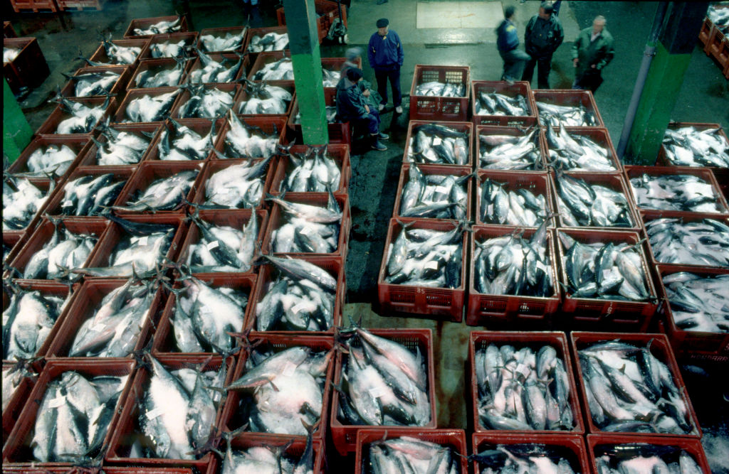 Finisterra. Galicia (Spain). Fish Market, tuna fish.