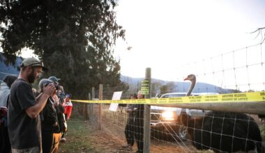 Here’s why the Supreme Court’s refusal to hear B.C. ostrich cull case has ‘political implications’ - CTV News