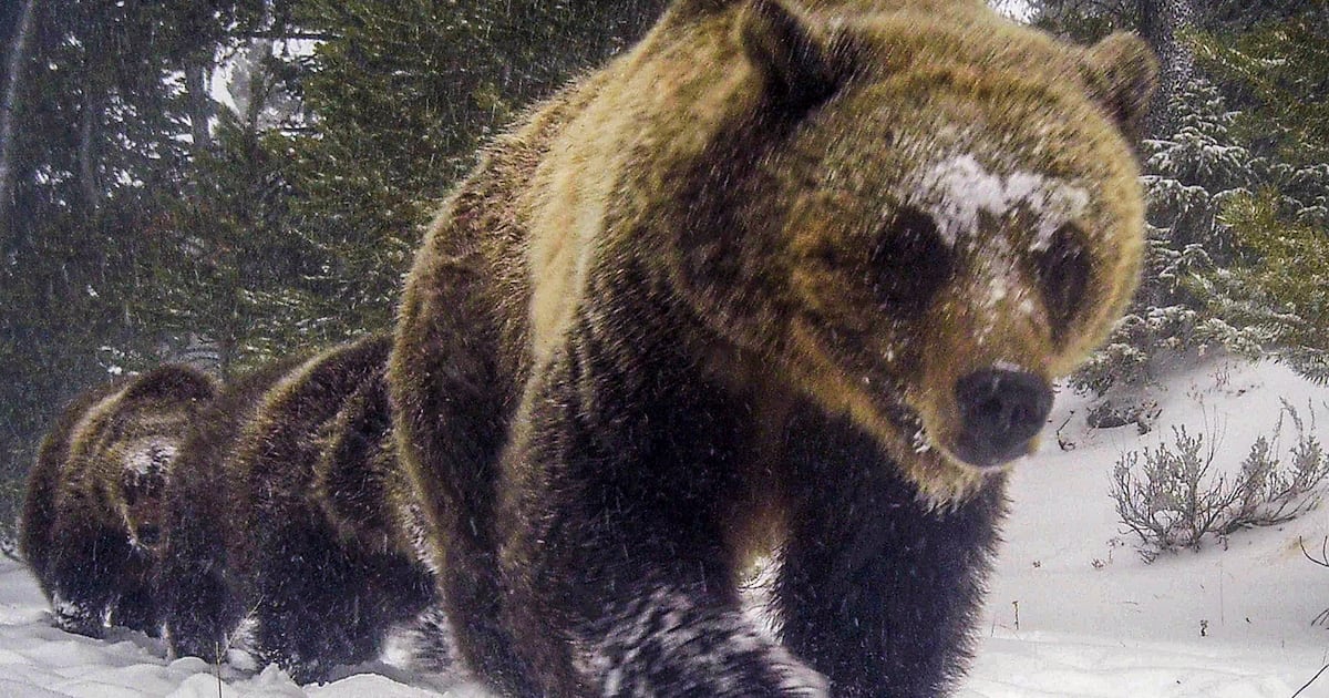 Grizzly bear attack on schoolchildren and teachers in Canada leaves 11 injured – The Irish Times