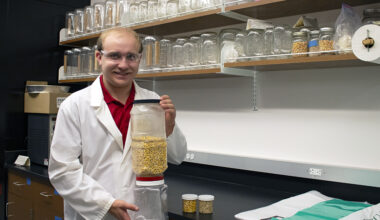 Destructive maize weevil inspires student’s research journey