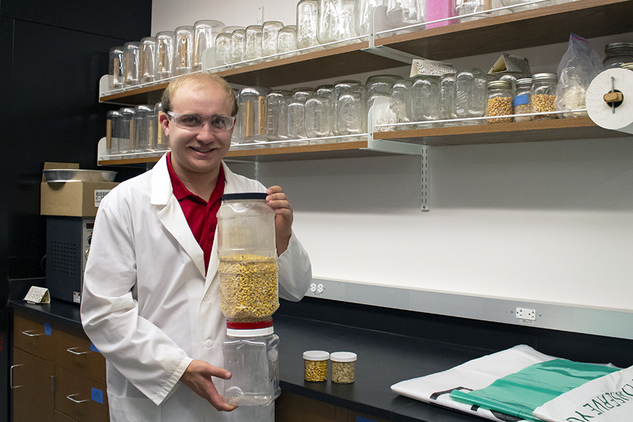 Destructive maize weevil inspires student’s research journey