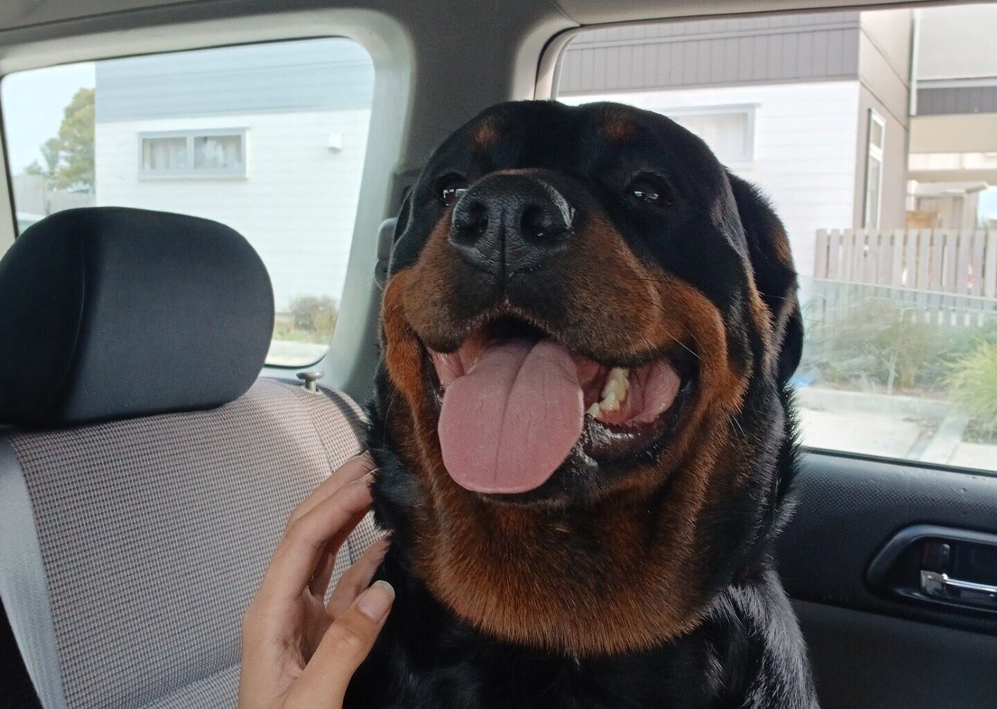 SunLive - Six dogs impounded after attack injures two