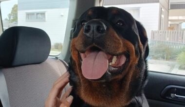 SunLive - Six dogs impounded after attack injures two