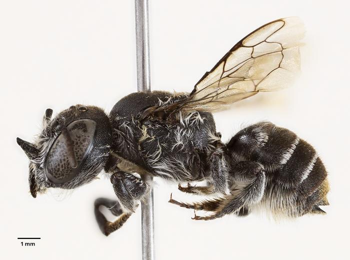 Newly described ‘lucifer’ bee found visiting critically endangered plant in Australia