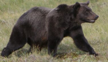 Japan bear attacks: Canada issues travel advisory