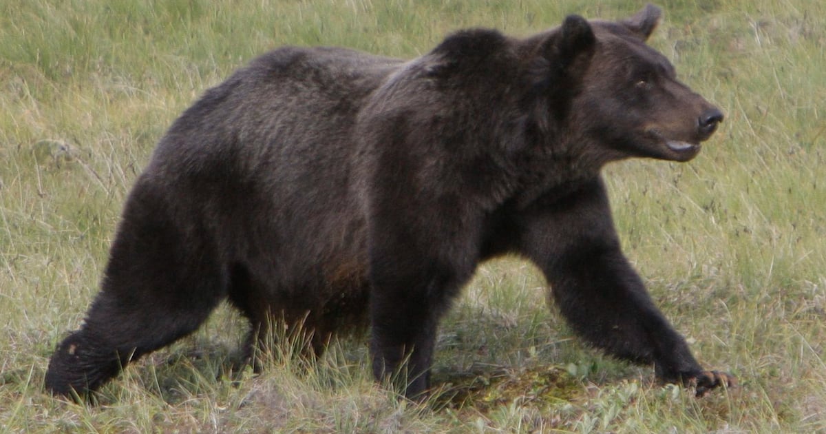 Japan bear attacks: Canada issues travel advisory