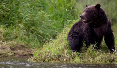 Students, staff member injured in grizzly bear attack on field trip in remote B.C. community - CTV News