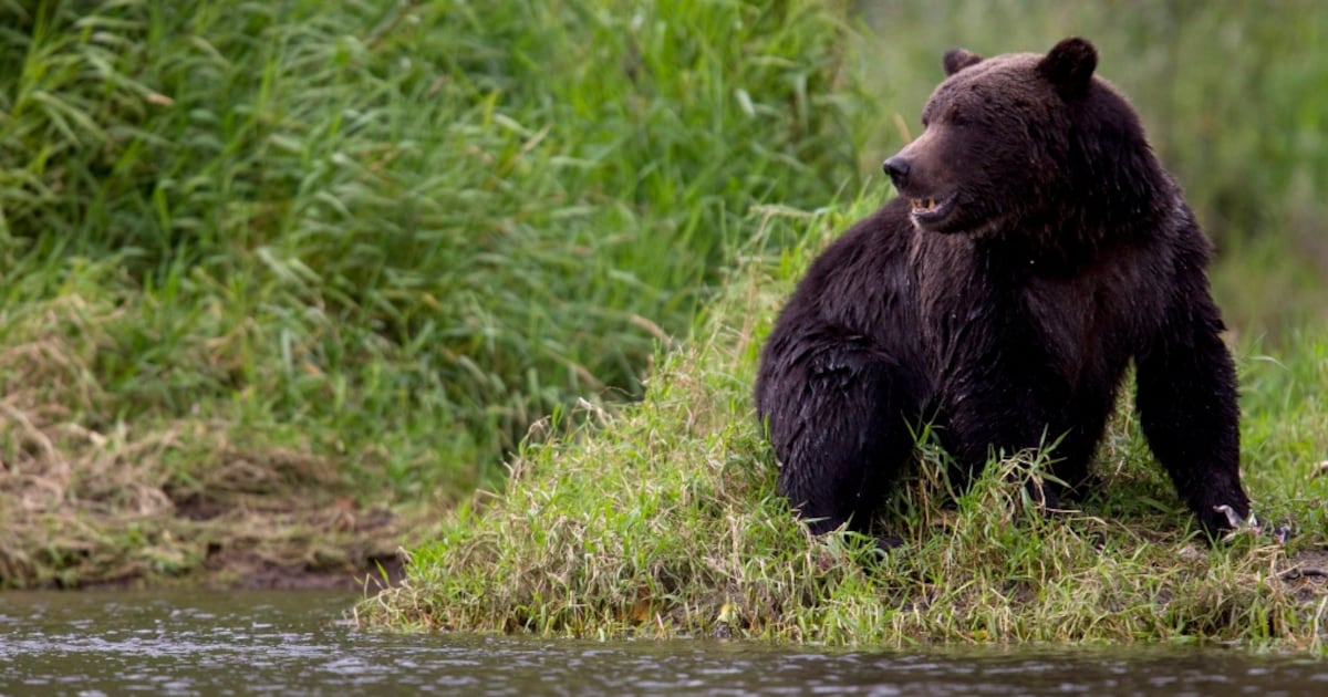 Students, staff member injured in grizzly bear attack on field trip in remote B.C. community - CTV News