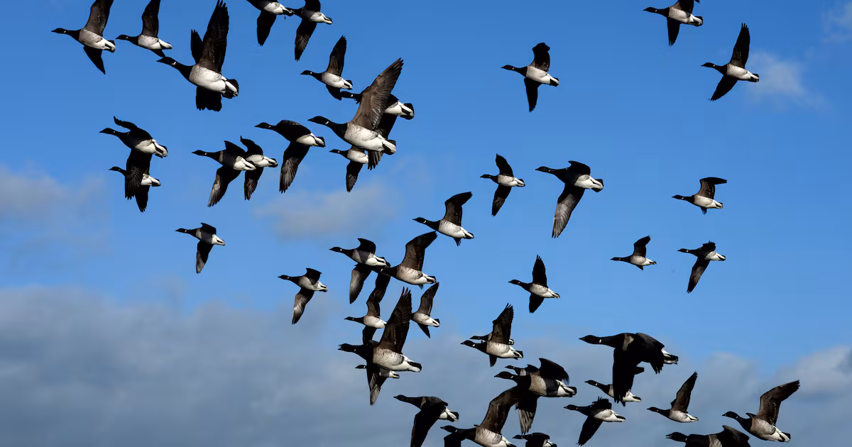 Brent geese put paid to 580 new Dublin apartments – The Irish Times