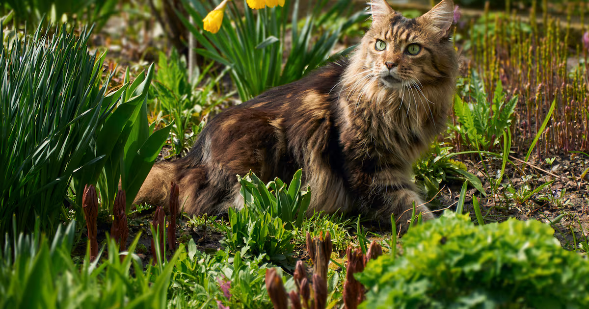 Legal dispute between Ranelagh neighbours over cat’s toilet habits struck out – The Irish Times