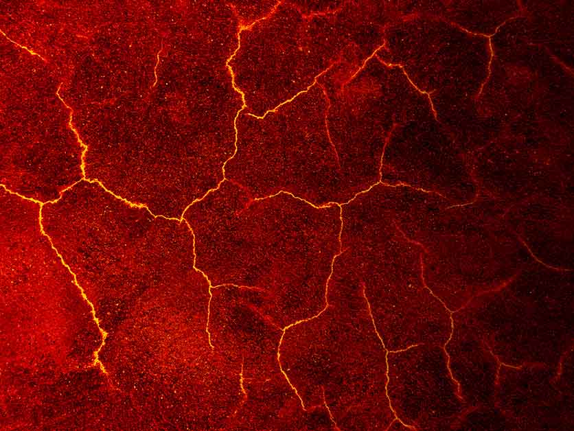 From the Volcanic Crater to the Lab: A Lesson in Survival - Life Sciences | Weizmann Wonder Wander