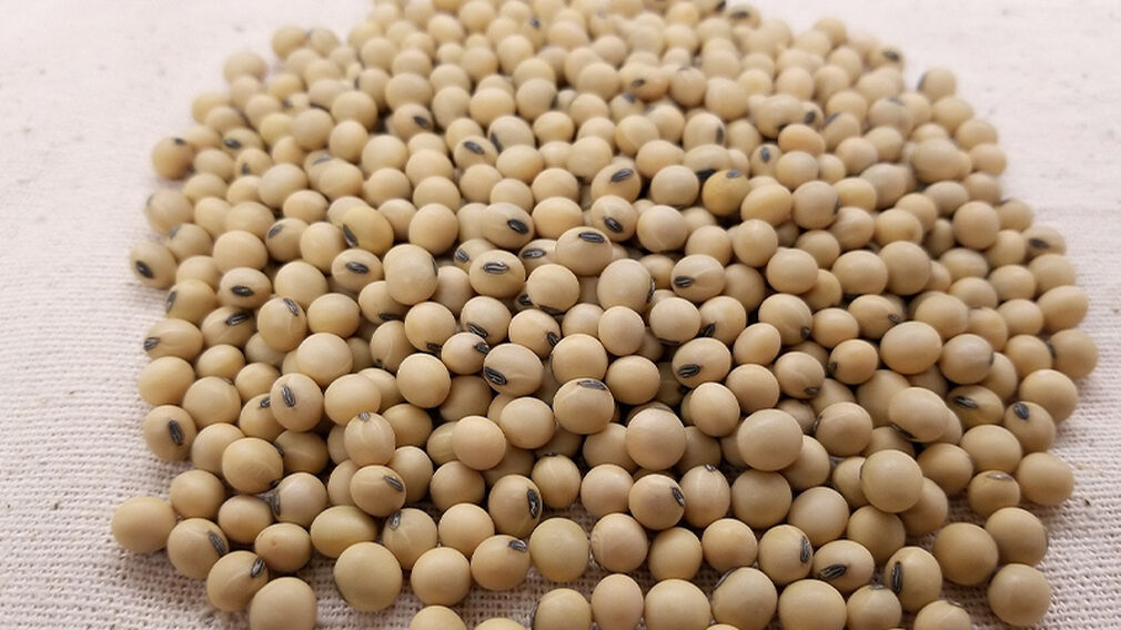 Elian is expanding soyabean processing capacity at its plant at the Port of Barcelona, Spain. Image source: Pixabay