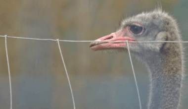 Supreme Court of Canada dismisses B.C. ostrich farm attempt to save flock