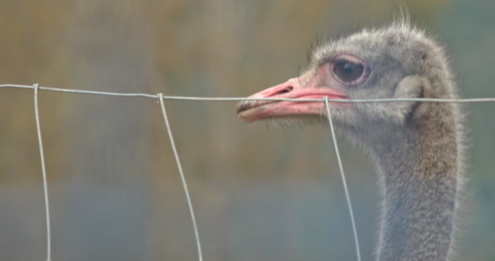 Supreme Court of Canada dismisses B.C. ostrich farm attempt to save flock
