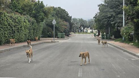 Stray dog packs terrorize Gaza border communities