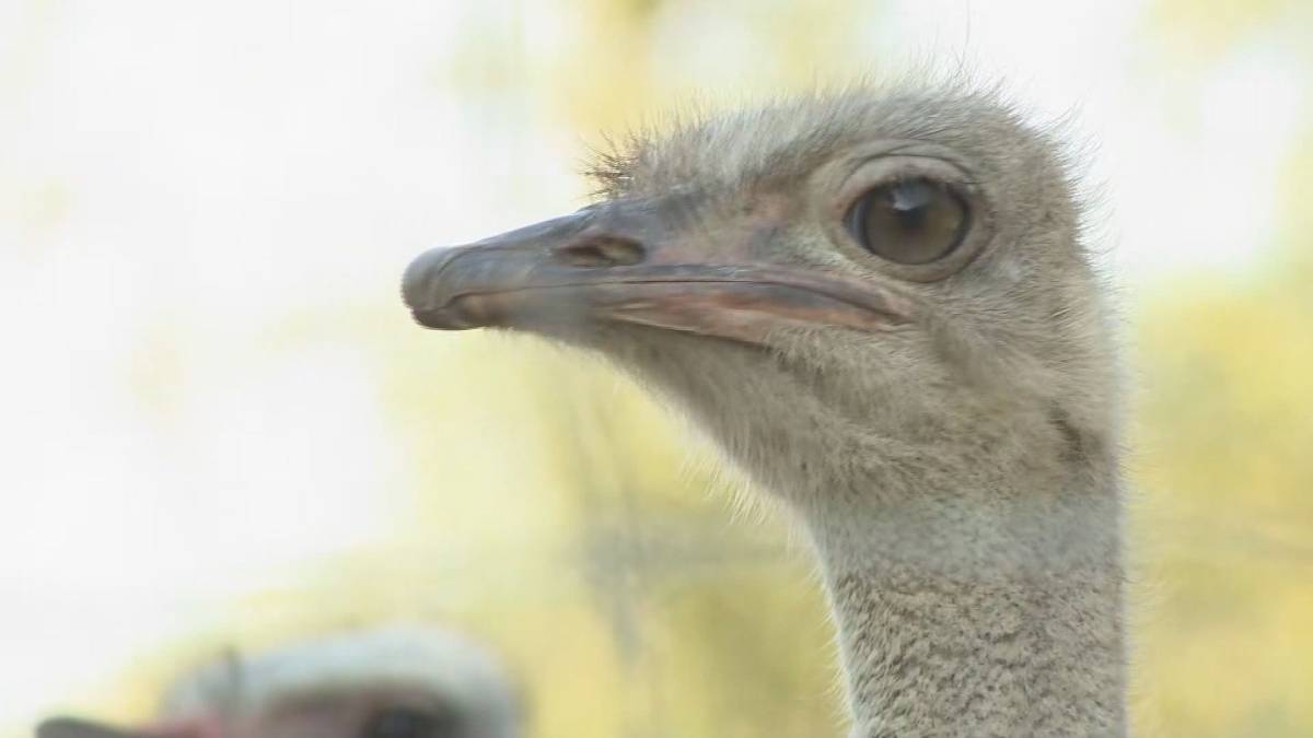 Click to play video: 'Ostrich cull controversy continues'