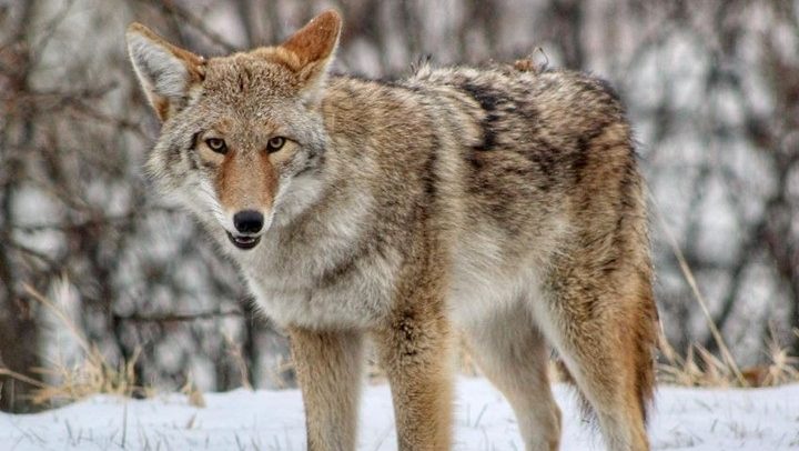 Jogger bitten by coyote near UW campus, sparks safety alerts