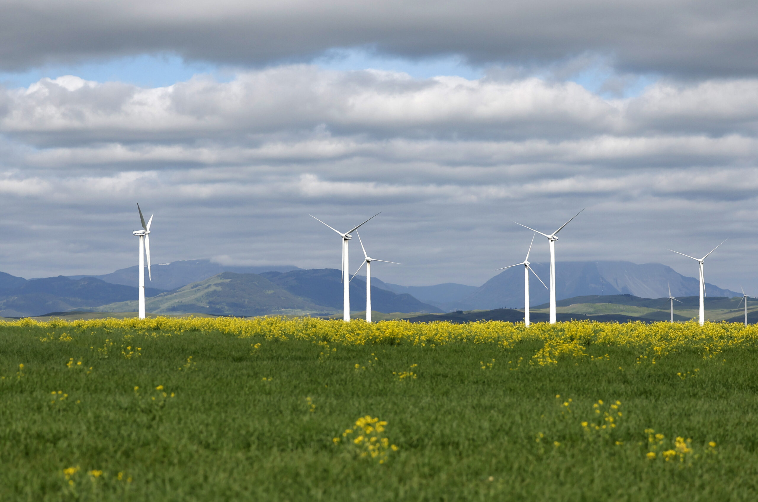 Wind turbines sit on a field with yellow flowers, with mountains in the background