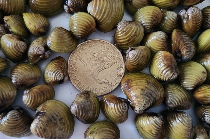 A single clam, often smaller than a $2 coin, can produce 600 clams a day and up to 70,000 juveniles every year. 