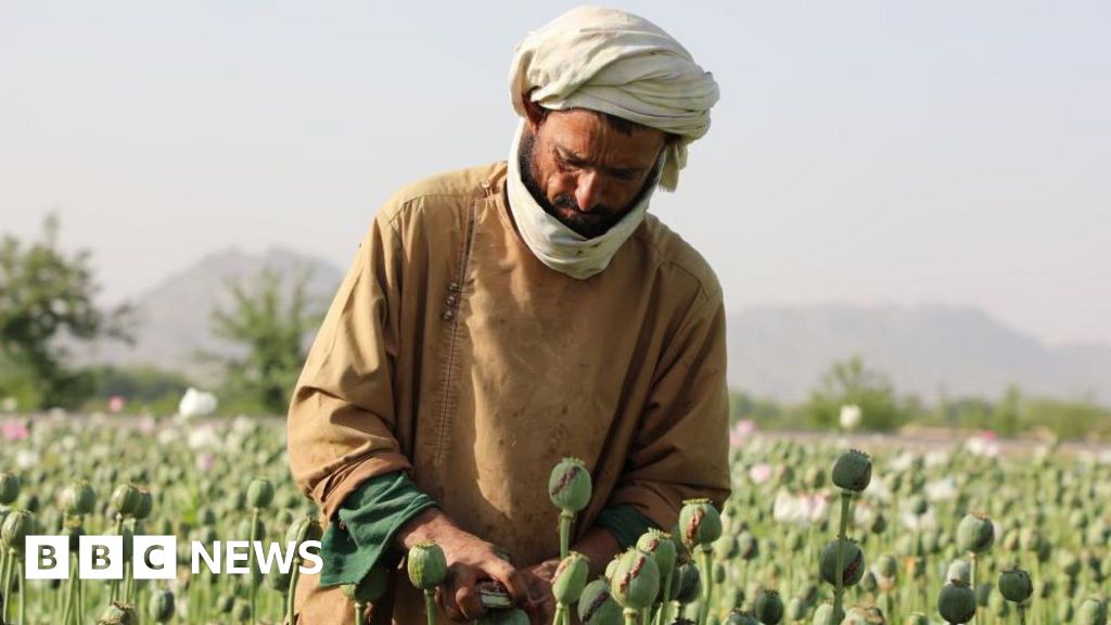 Afghanistan opium crop falls sharply after Taliban ban
