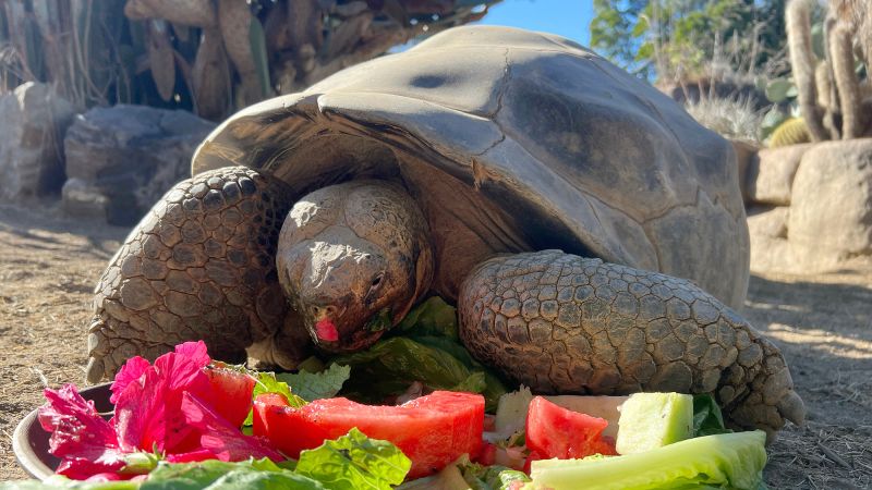 Galápagos tortoise ‘Gramma,’ the San Diego Zoo’s oldest resident, dies at about 141