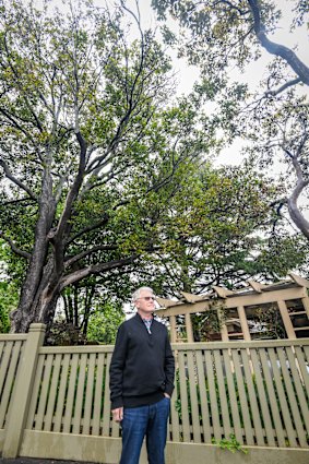 Ray Peck fears large trees like these on private property will become rarer.