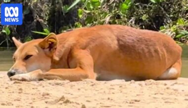 Queensland considers allowing dingoes to be kept as pets