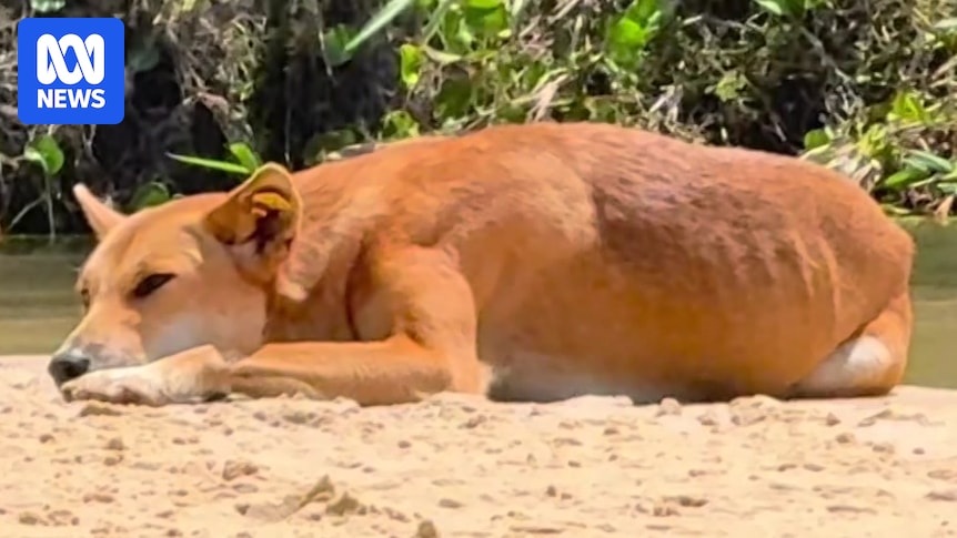 Queensland considers allowing dingoes to be kept as pets