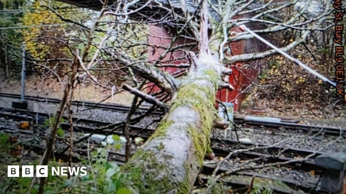 A large tree lying across a tram line under a bridge.