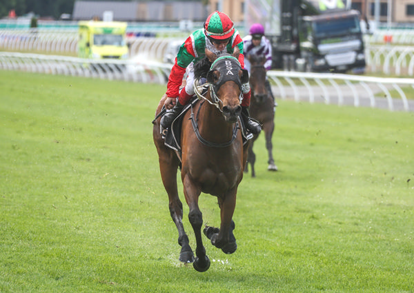 Inflamed powers home down the outside of a rain-soaked Riccarton to win the Listed Stewards' Stakes (1200m). Photo: Race Images South