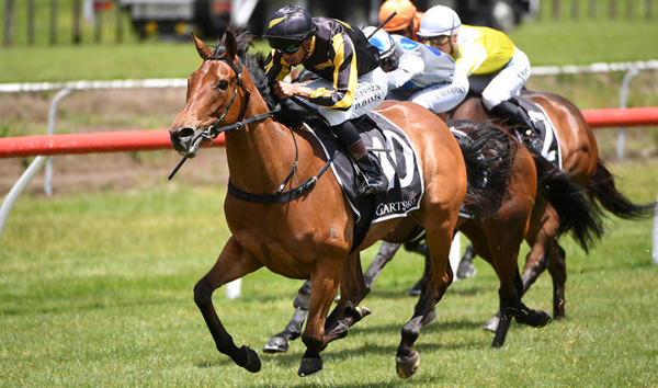 Darren Danis drives Rising Star to victory in the Laser Plumbing Waihi Beach 3YO (1400m) at Tauranga.   Photo: Kenton Wright (Race Images)