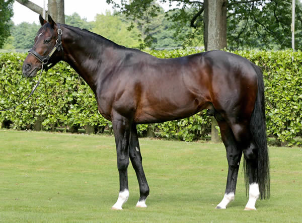 Bozo is the 13th SW for Satono Aladdin(Jpn).