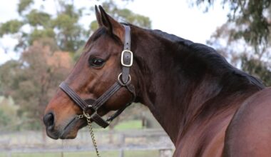 St Jean, the sire of Melbourne Cup favourite Half Yours, died this week at Brackley Park Stud.