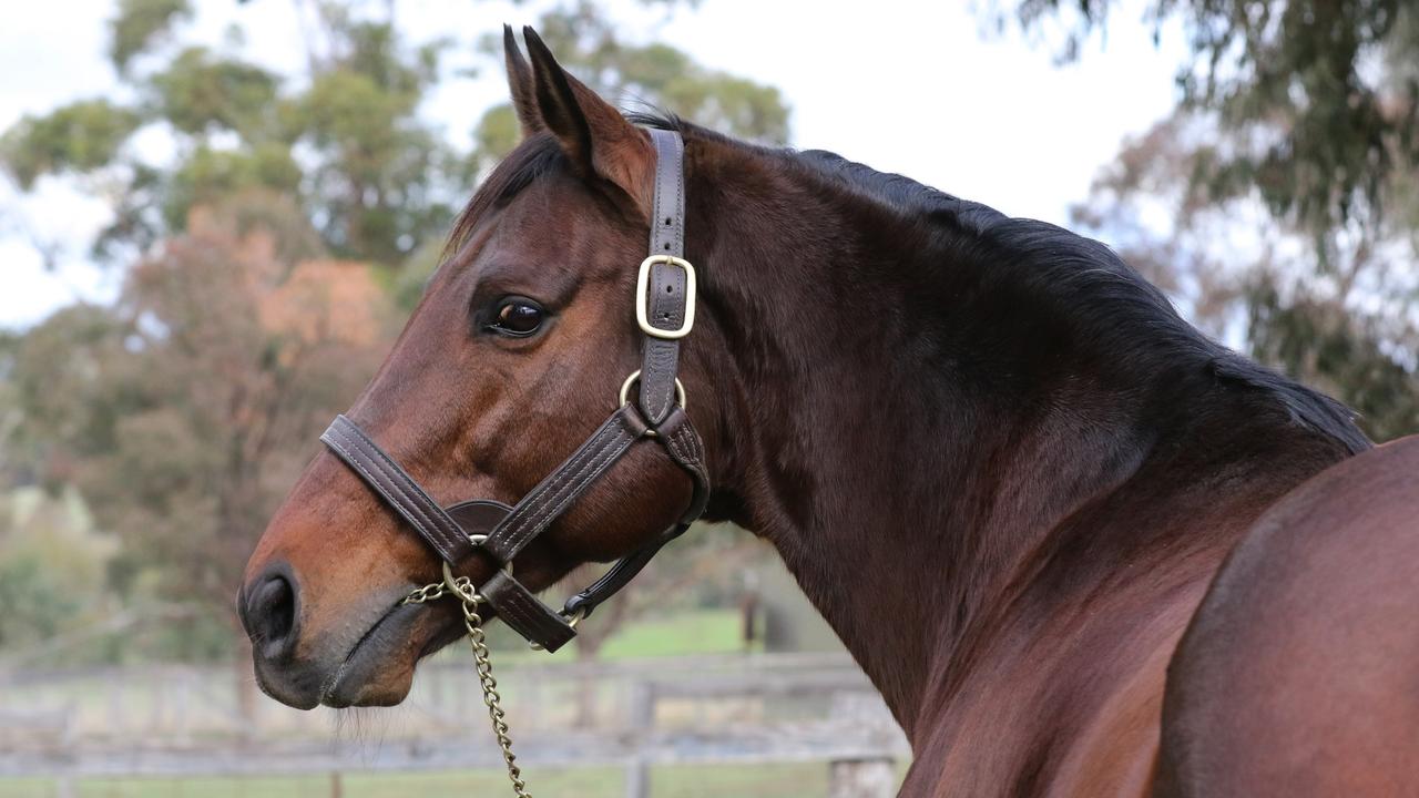 St Jean, the sire of Melbourne Cup favourite Half Yours, died this week at Brackley Park Stud.
