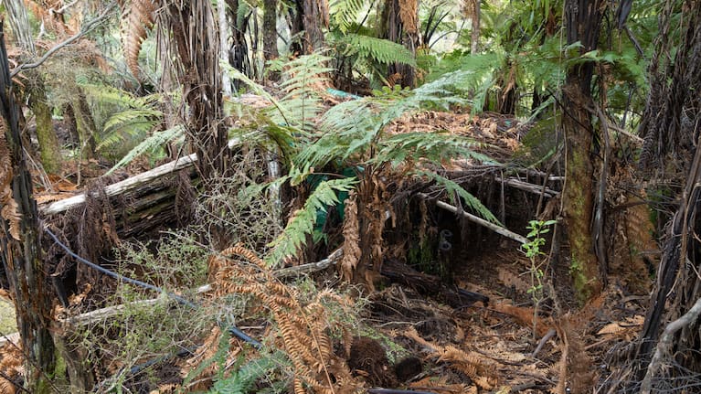 Campsite east of Marokopa.
