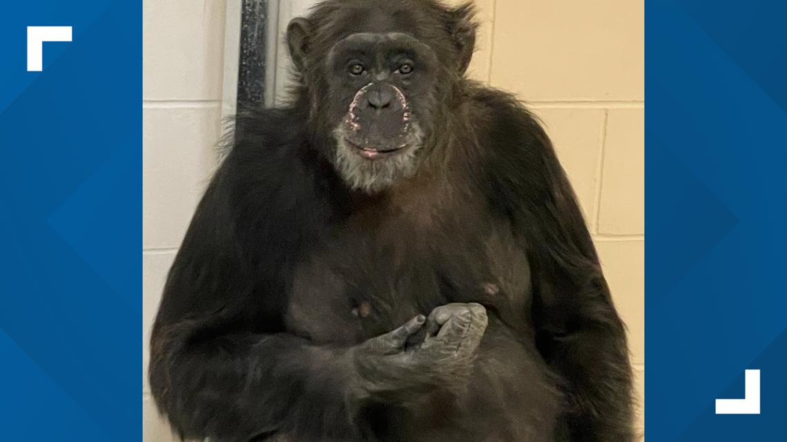 Chimpanzee returned to exhibit after escape at Indianapolis Zoo